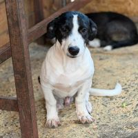 Mao bébé roumain à l'adoption #1