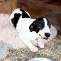 Mao bébé roumain à l'adoption