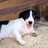 Mao bébé roumain à l'adoption #4