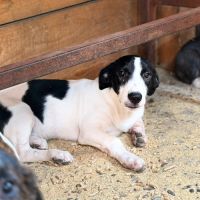 Mao bébé roumain à l'adoption #6