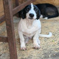Mao bébé roumain à l'adoption #7
