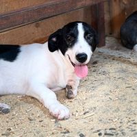 Mao bébé roumain à l'adoption #8