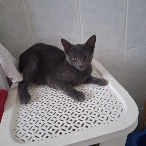 Chaton femelle à donner