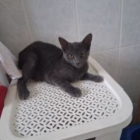 Chaton femelle à donner