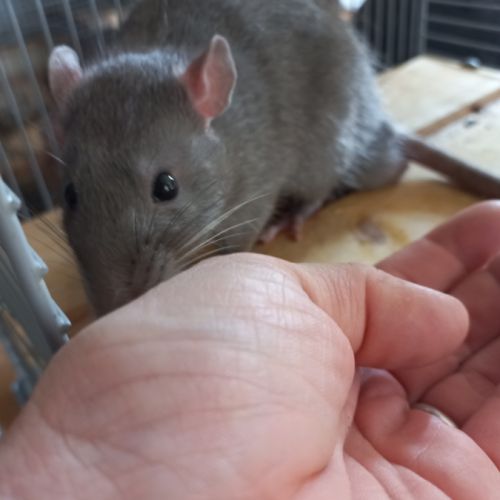 Jeune rat gris #3
