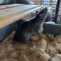 Jeune rat gris