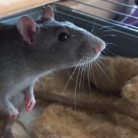 Jeune rat gris #2