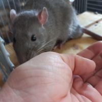 Jeune rat gris #3