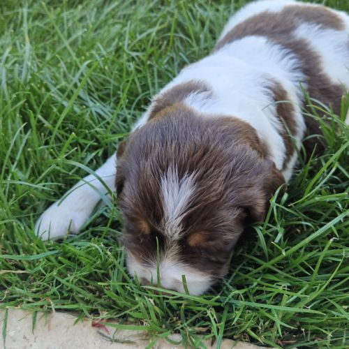 Vend 4 chiots mâles english springer spaniel #1