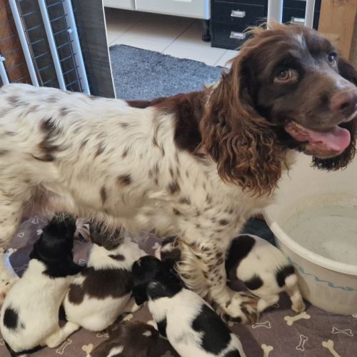 Vend 4 chiots mâles english springer spaniel