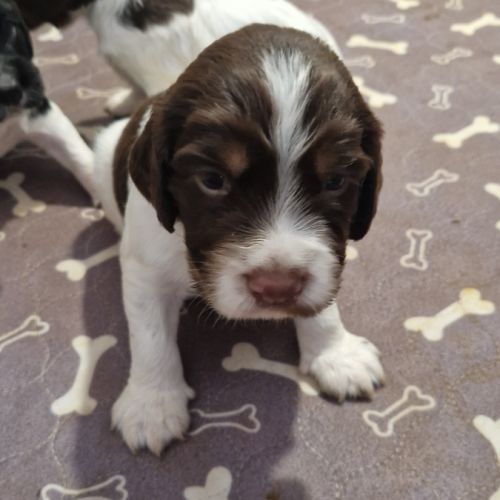 Vend 4 chiots mâles english springer spaniel #3