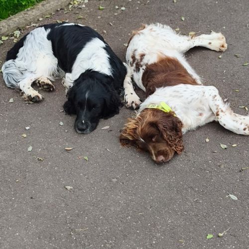 Vend 4 chiots mâles english springer spaniel #7