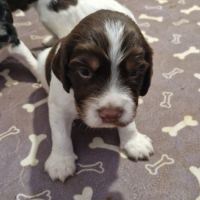 Vend 4 chiots mâles english springer spaniel #3