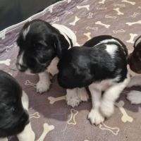 Vend 4 chiots mâles english springer spaniel #4
