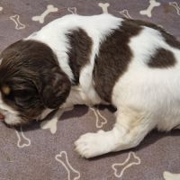 Vend 4 chiots mâles english springer spaniel #5