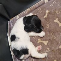 Vend 4 chiots mâles english springer spaniel #6