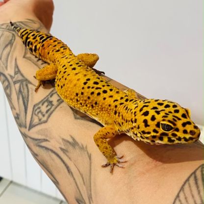 Gecko léopard