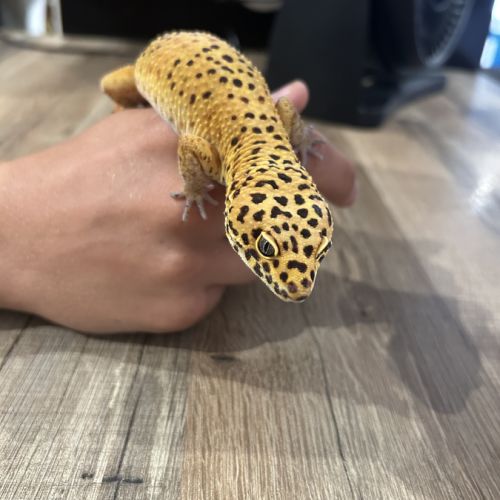 Gecko léopard #2