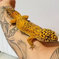 Gecko léopard