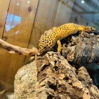 Gecko léopard #3