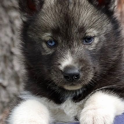 Chiots husky de sibérie