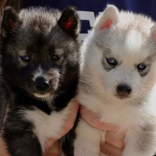 Chiots husky de sibérie #3
