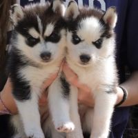 Chiots husky de sibérie #1