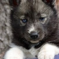 Chiots husky de sibérie #0