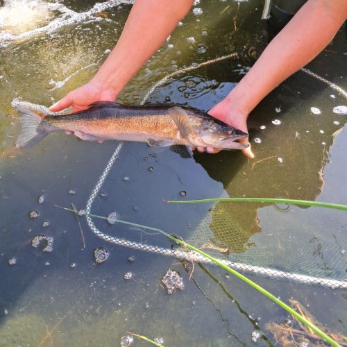 Vends sandres pour bassin