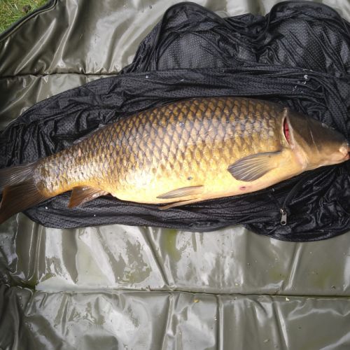 Vends carpes pour bassin et étangs #4