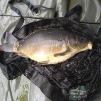 Vends carpes pour bassin et étangs #1