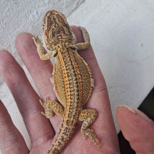Bébés pogona vitticeps à vendre #1