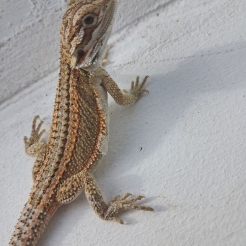 Bébés pogona vitticeps à vendre #2