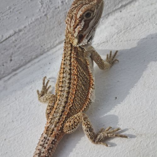 Bébés pogona vitticeps à vendre #3