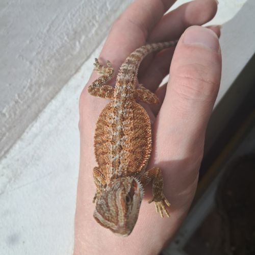 Bébés pogona vitticeps à vendre #4