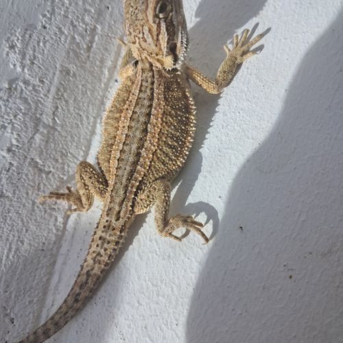 Bébés pogona vitticeps à vendre #7