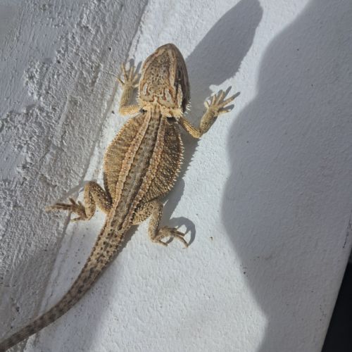 Bébés pogona vitticeps à vendre #8