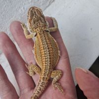 Bébés pogona vitticeps à vendre #1