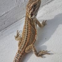 Bébés pogona vitticeps à vendre #3