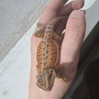 Bébés pogona vitticeps à vendre #4