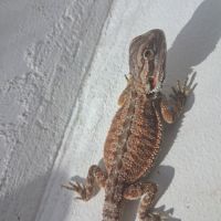 Bébés pogona vitticeps à vendre #5