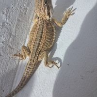 Bébés pogona vitticeps à vendre #7