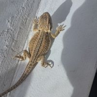 Bébés pogona vitticeps à vendre #8