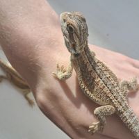 Bébés pogona vitticeps à vendre #9