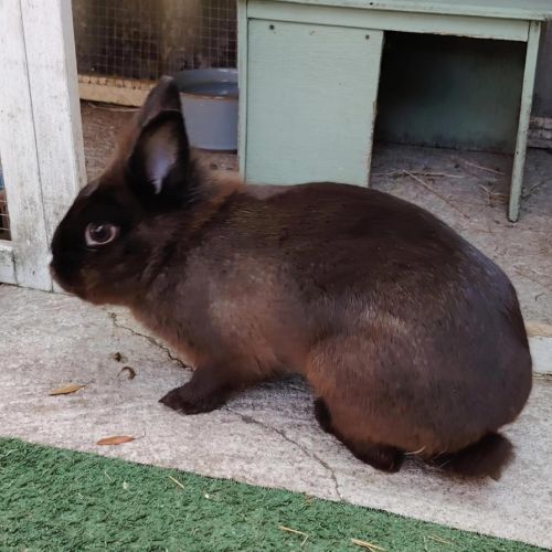 Fleur - lapin nain #2