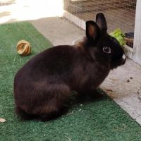 Fleur - lapin nain