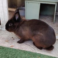 Fleur - lapin nain #2