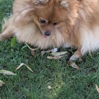Femelle spitz #1
