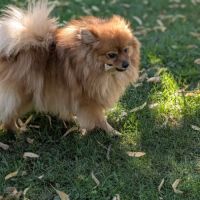 Femelle spitz #2