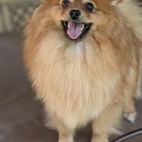 Femelle spitz #0
